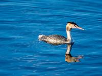 Haubentaucher im winterlichen Schlichtkleid